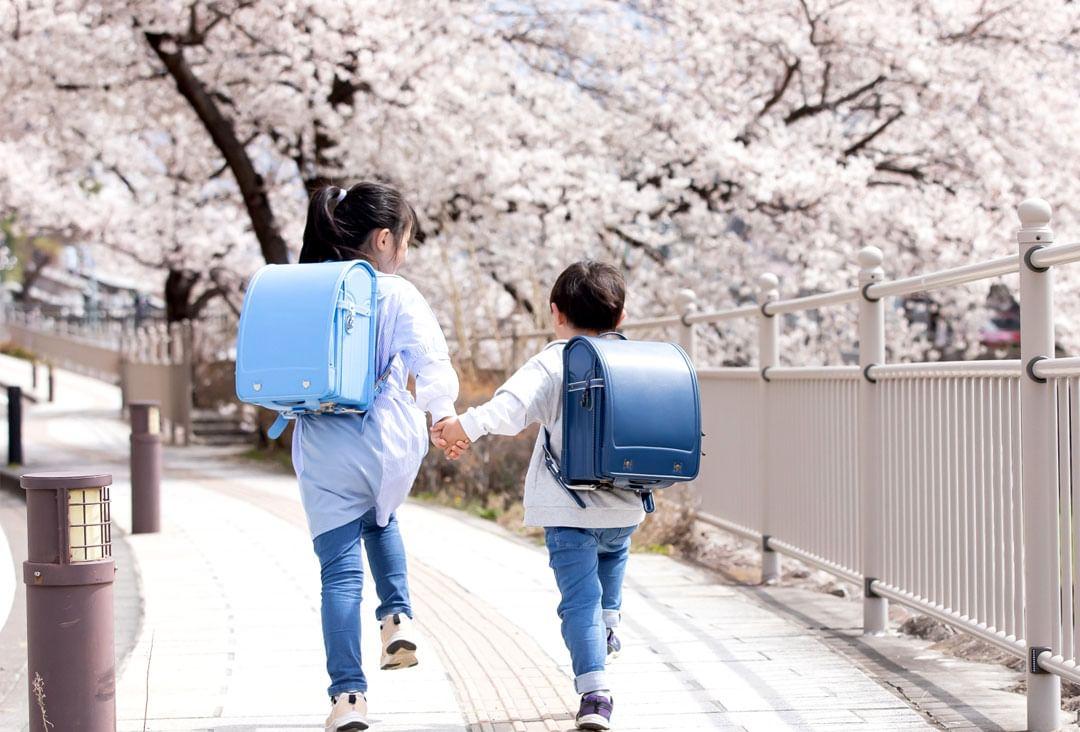 日本櫻花盛開